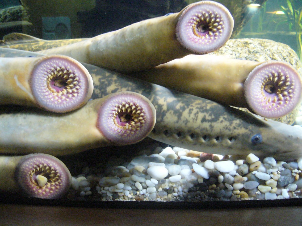 Sea Lamprey: The Real-Life Vampire (image credits: wikimedia)