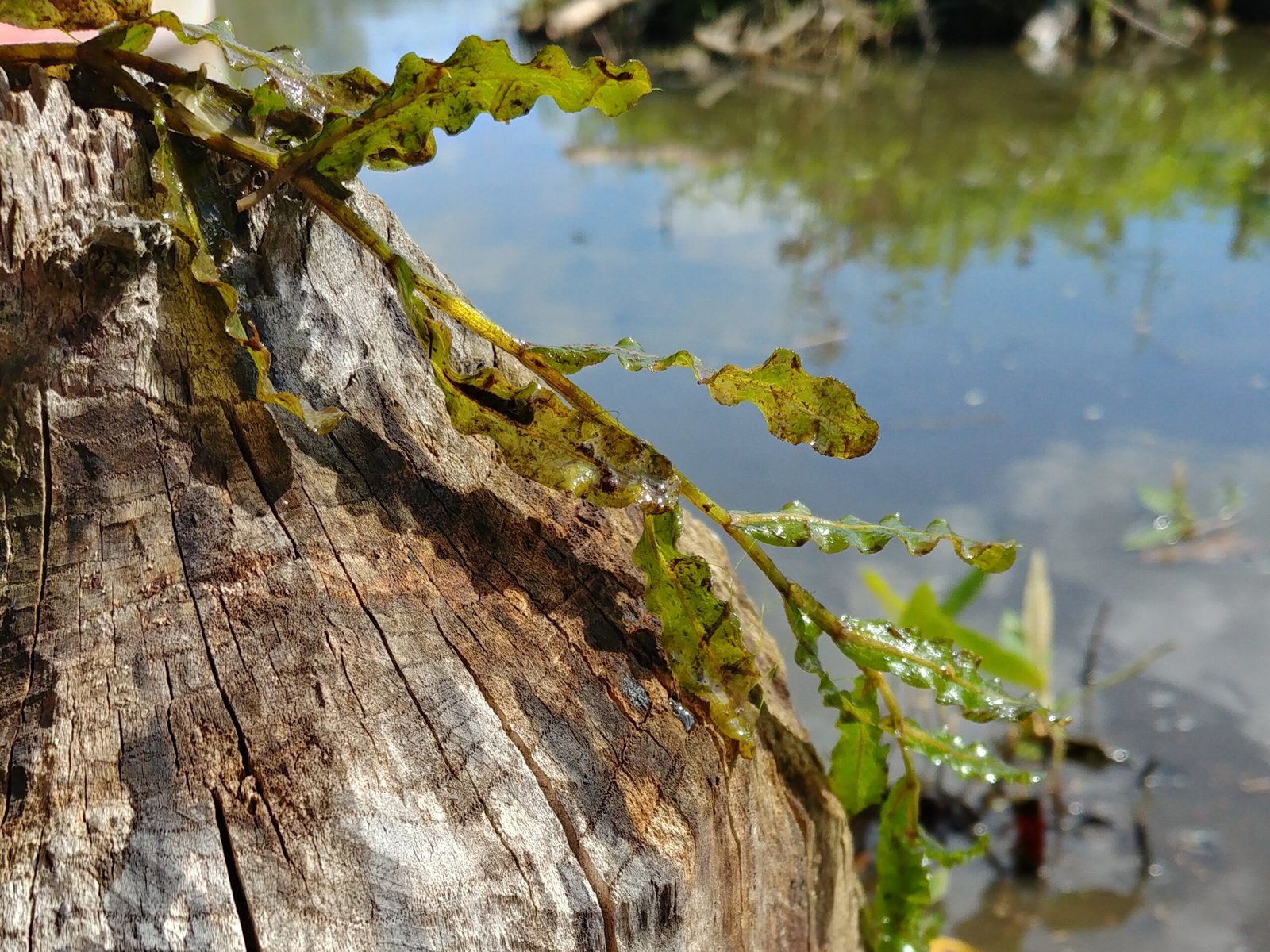 Curly-Leaf Pondweed: The Sneaky Spreader (image credits: wikimedia)