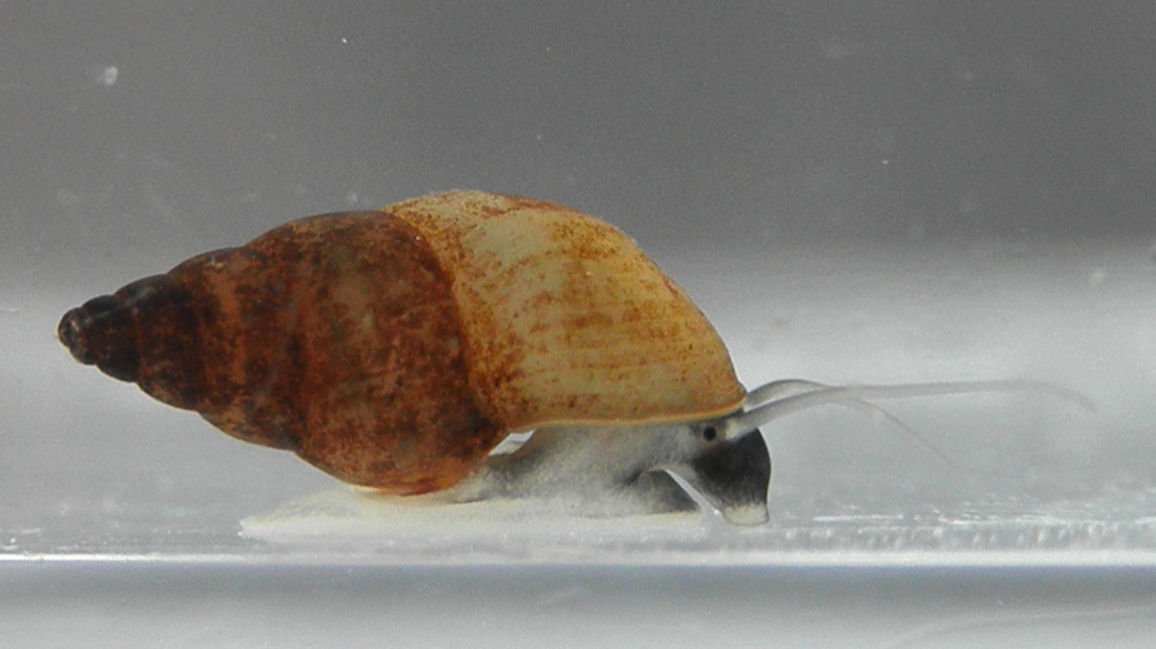New Zealand Mud Snail: The Tiny Tank (image credits: wikimedia)