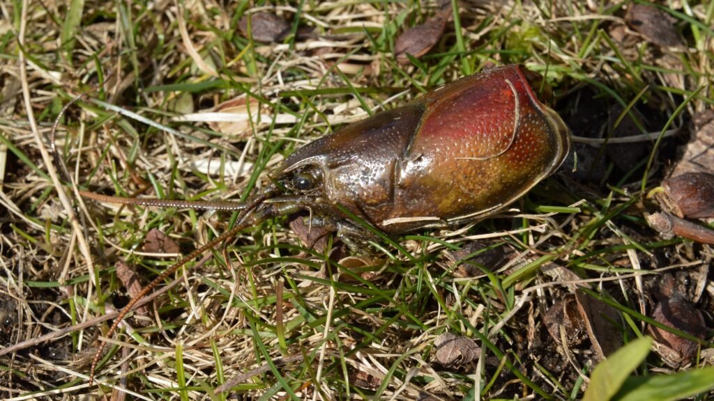 The Invasive Species Wreaking Havoc in Michigan’s Waters Look Like Aliens With Attitude
