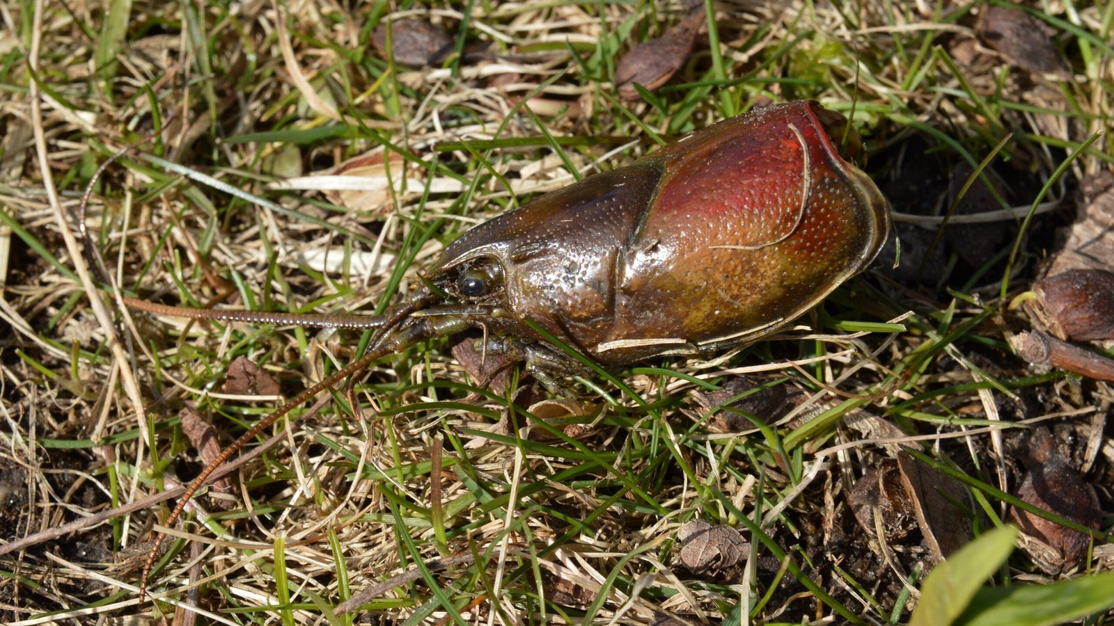 The Invasive Species Wreaking Havoc in Michigan’s Waters Look Like Aliens With Attitude