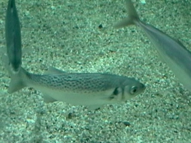Seabasses: Dual Roles in One Lifetime (image credits: wikimedia)