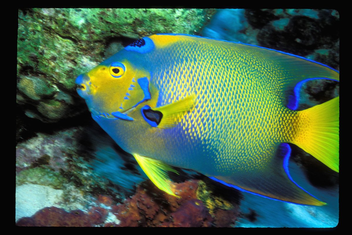 Angelfish: Beauty with a Twist (image credits: wikimedia)