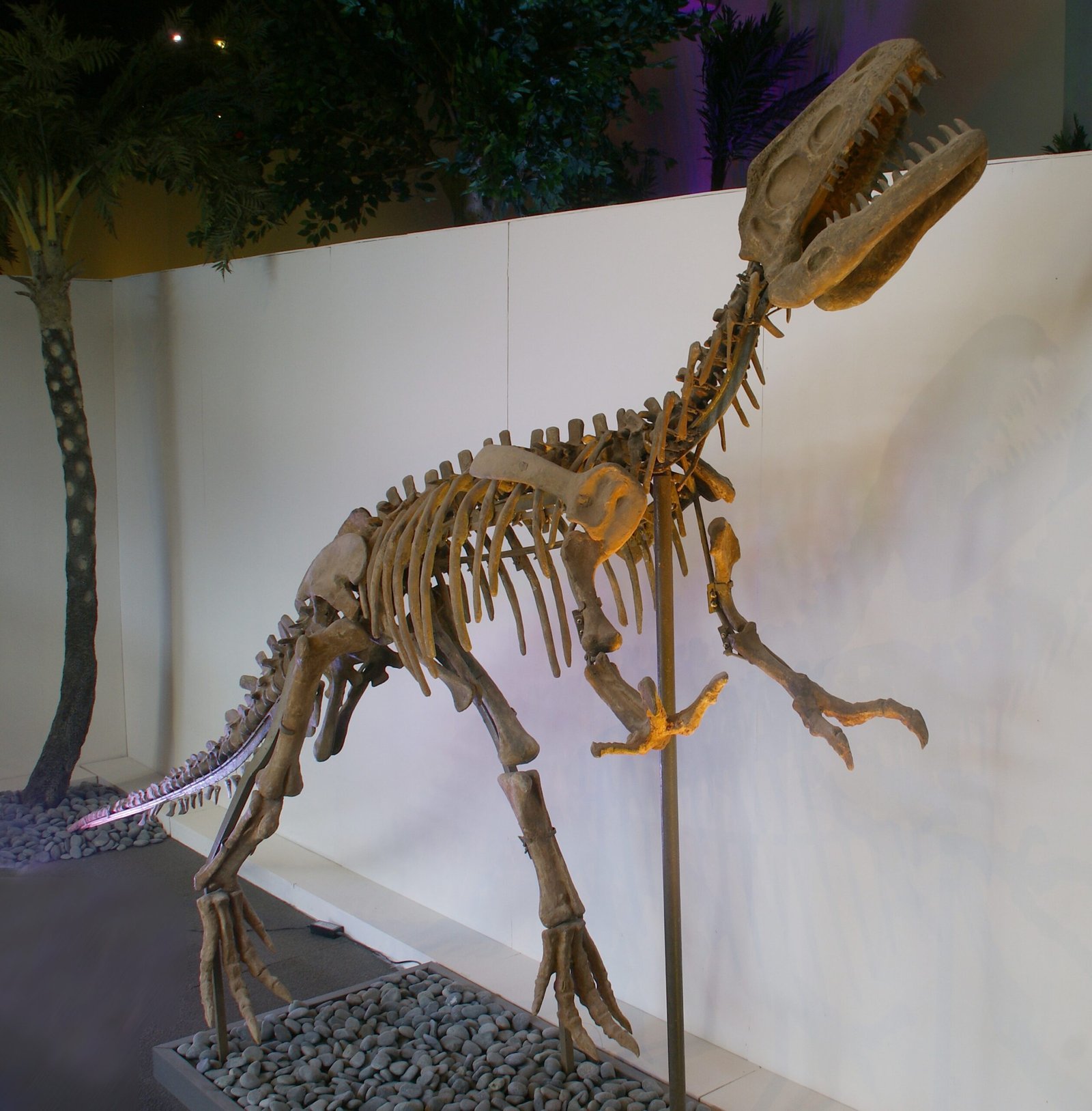 How Do We Know They Didn’t Hop? (image credits: wikimedia)
