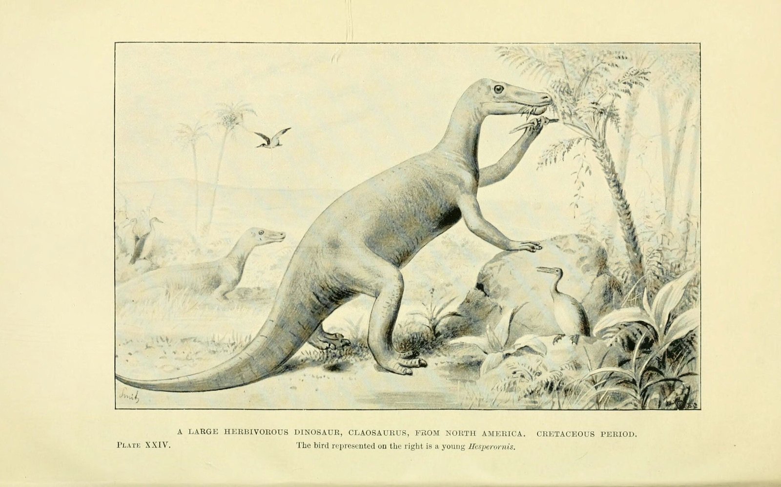 Comparing Modern and Ancient Kangaroos (image credits: wikimedia)