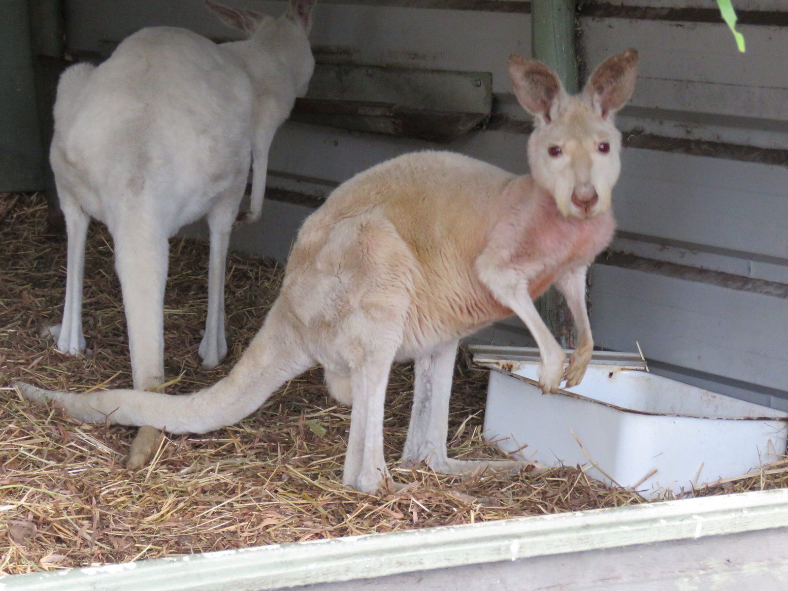 How Do Modern Kangaroos Compare in Size and Behavior? (image credits: wikimedia)