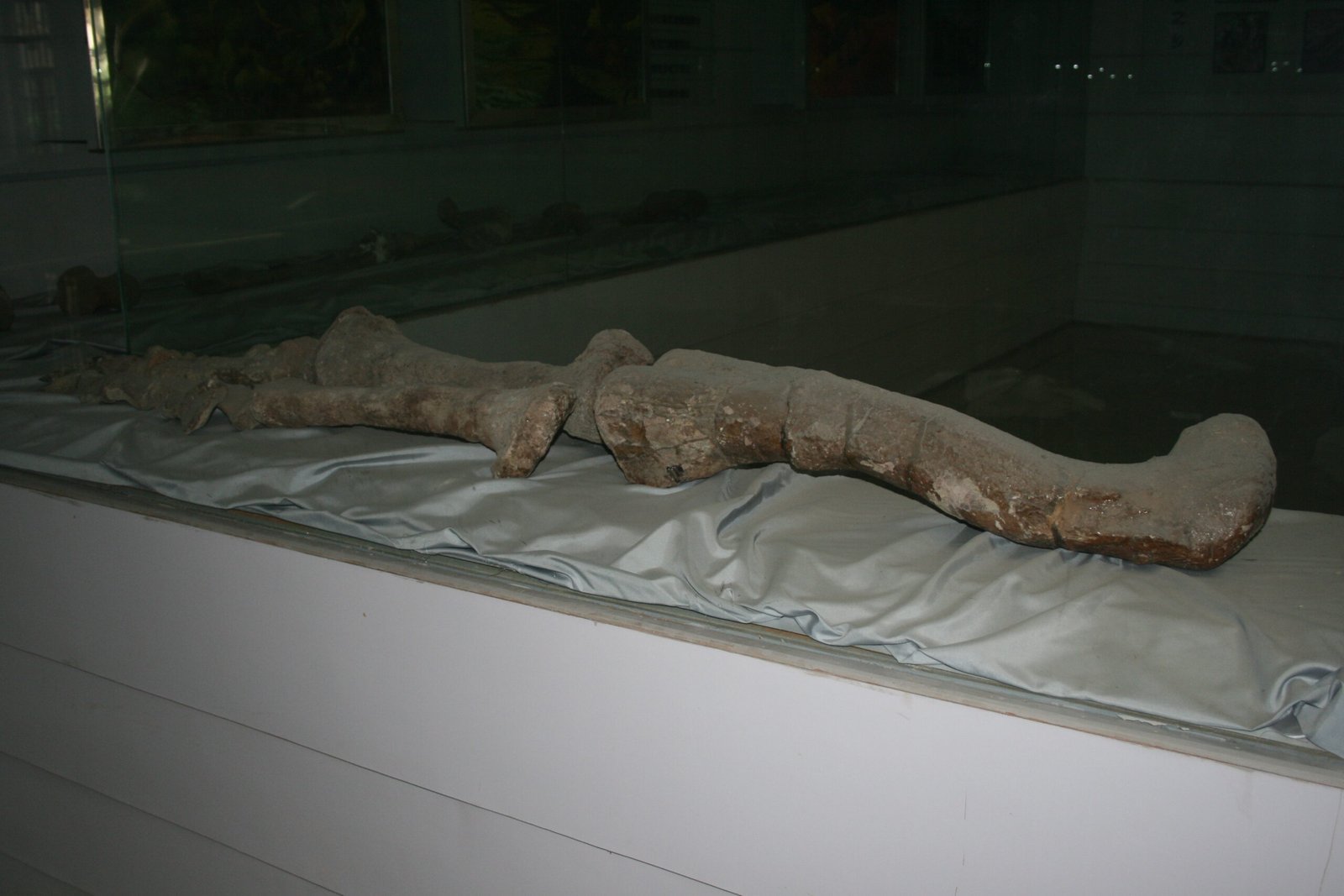Frozen Fossils and Ancient Bones (image credits: wikimedia)