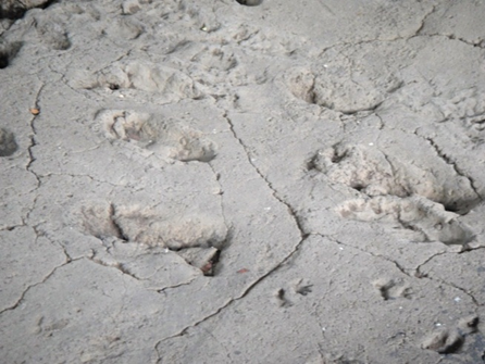 The Mystery of Ancient Human Footprints (image credits: wikimedia)
