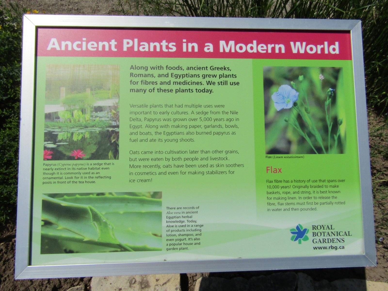 Plants That Tell a Story (image credits: wikimedia)
