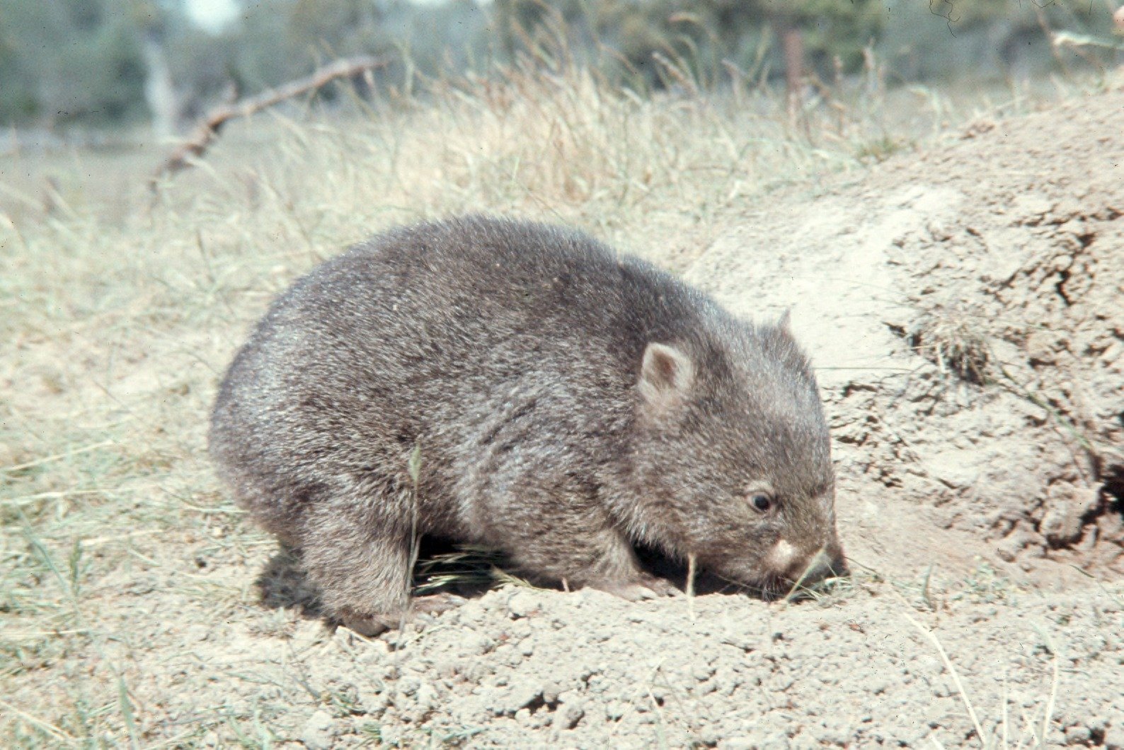 Why Do Wombats Dig? (image credits: wikimedia)