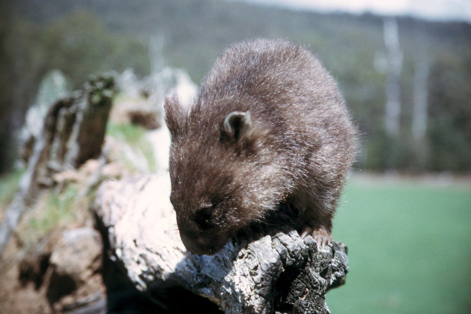 Unexpected Community: Who Shares the Burrow? (image credits: wikimedia)