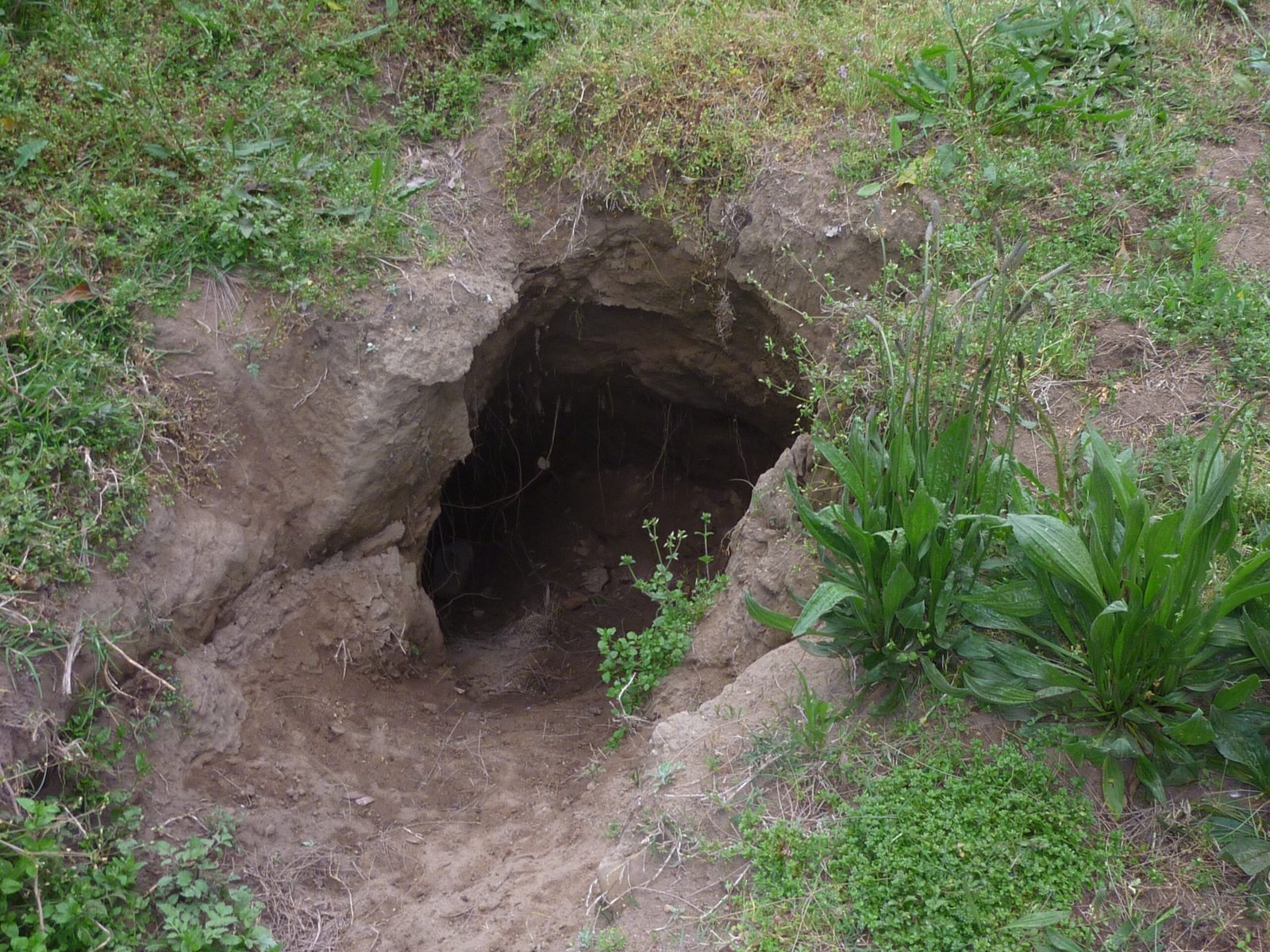 Wombats: Reluctant Hosts (image credits: wikimedia)