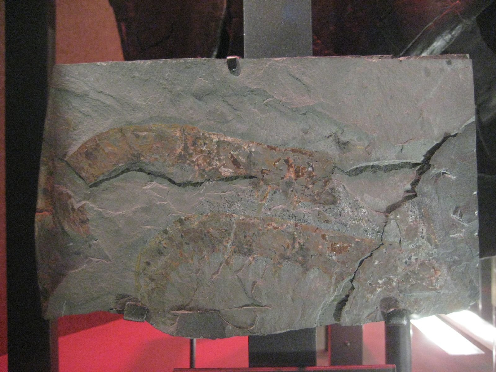 Anomalocaris: The Apex Predator of Its Time (image credits: wikimedia)