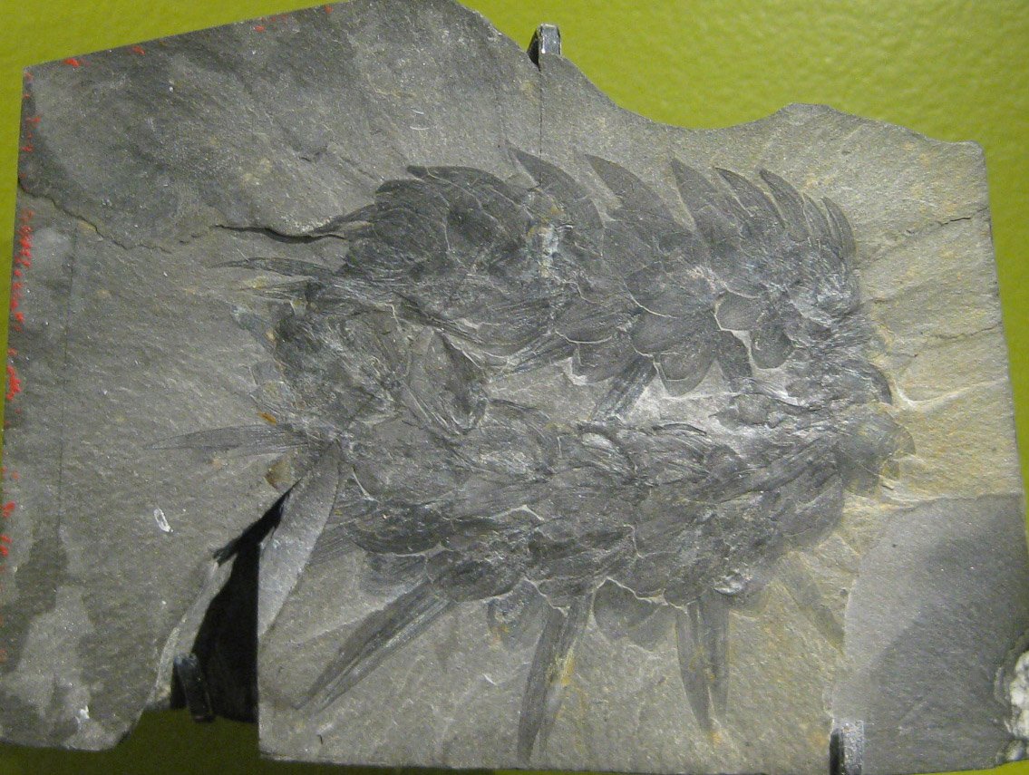 Wiwaxia: The Armored Slug (image credits: wikimedia)