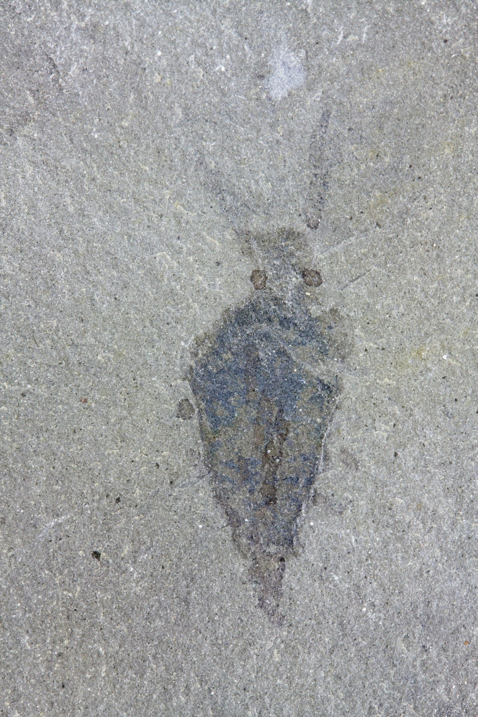 Nectocaris: The Early Cephalopod? (image credits: wikimedia)