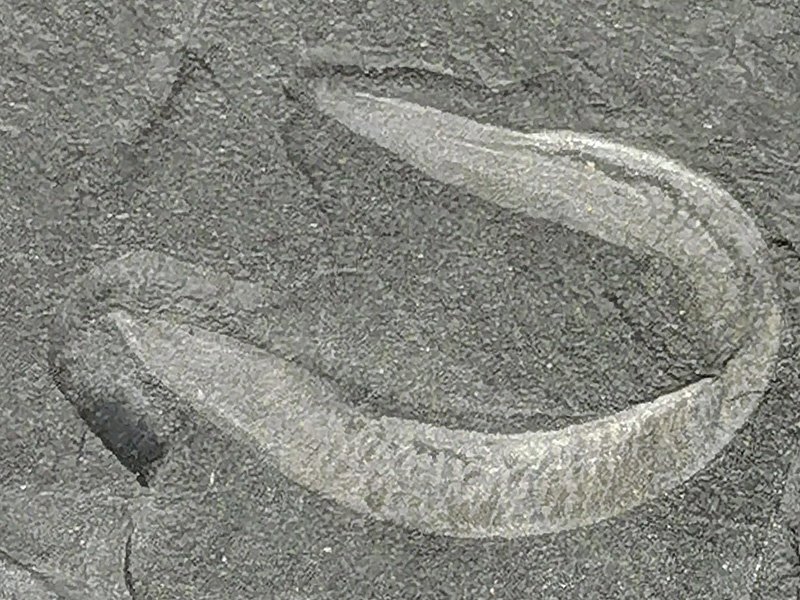 Pikaia: The Unexpected Chordate (image credits: wikimedia)