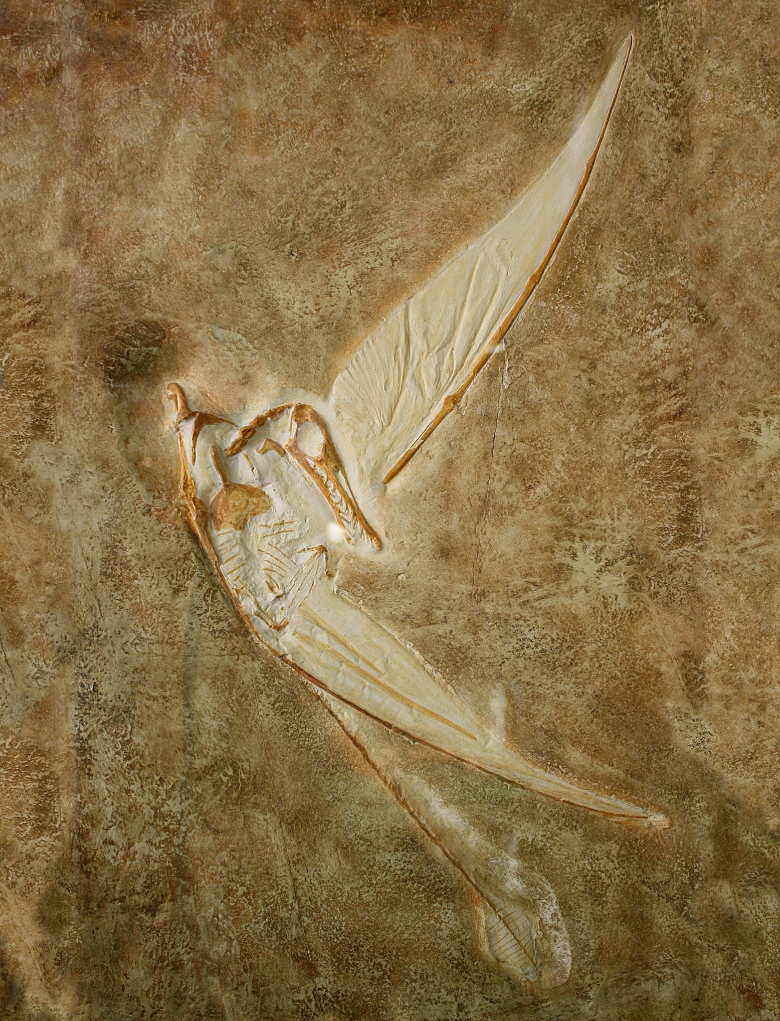 The Miracle of Soft Tissue Fossilization (image credits: wikimedia)