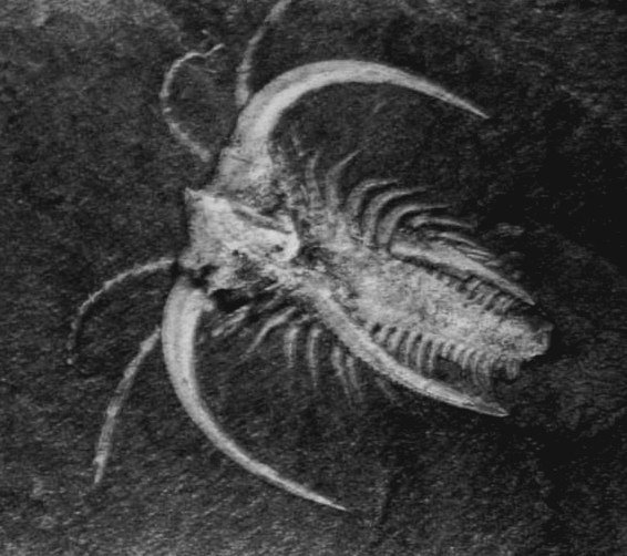 The Burgess Shale’s Place in the Fossil Record (image credits: wikimedia)