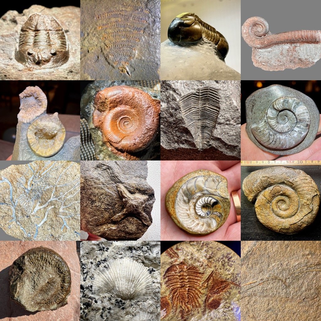 The Rise and Fall of Cambrian Oddballs (image credits: wikimedia)