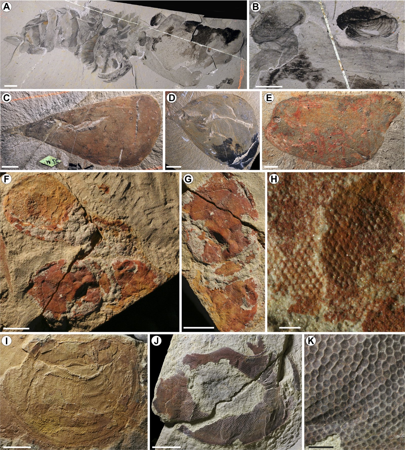 What the Burgess Shale Tells Us About Evolution (image credits: wikimedia)