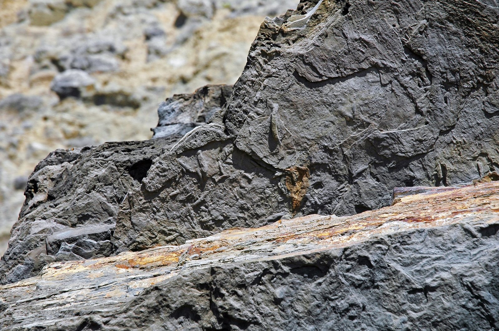 Global Connections: Other Cambrian Sites (image credits: wikimedia)