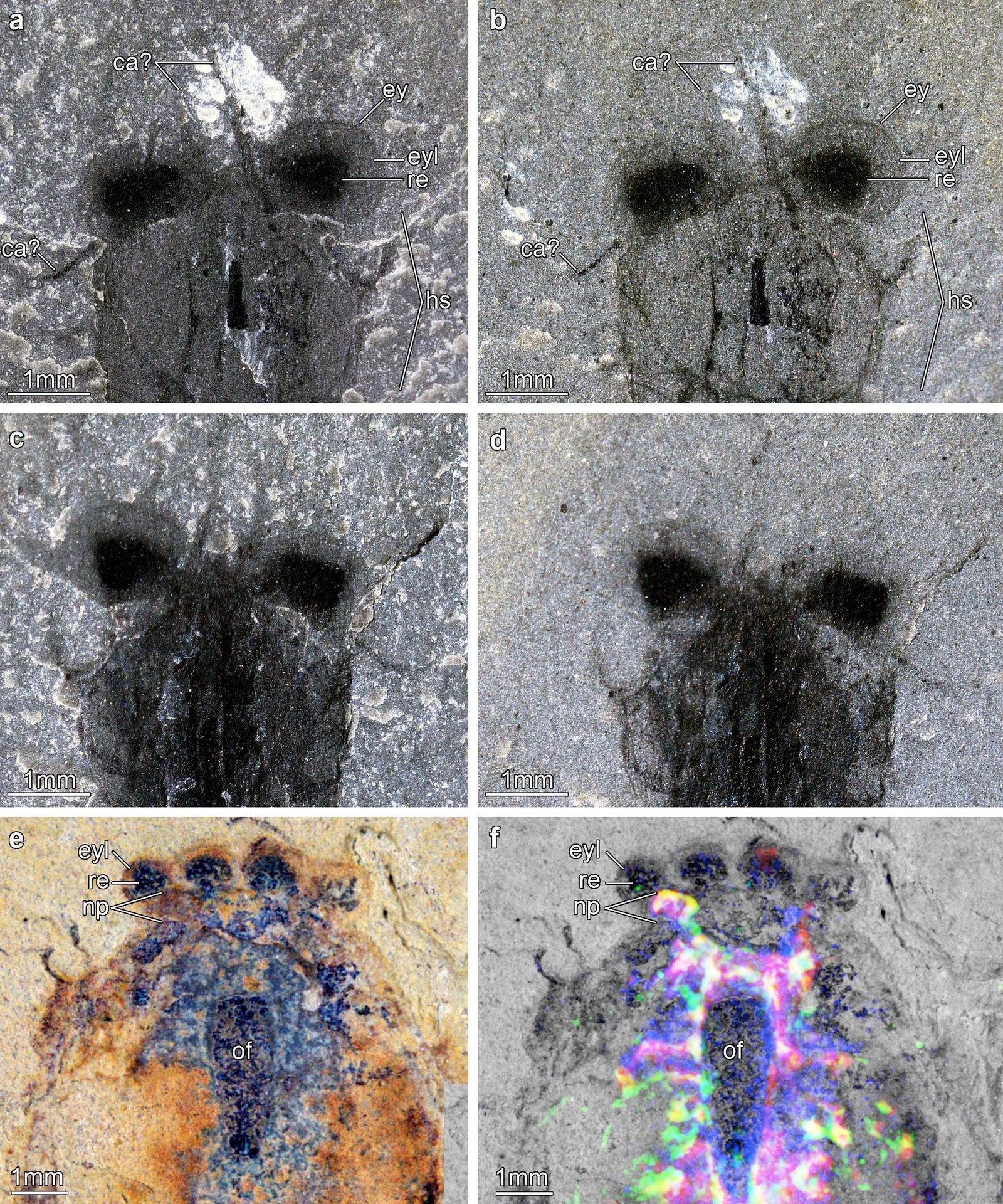 Popular Culture and Public Fascination (image credits: wikimedia)