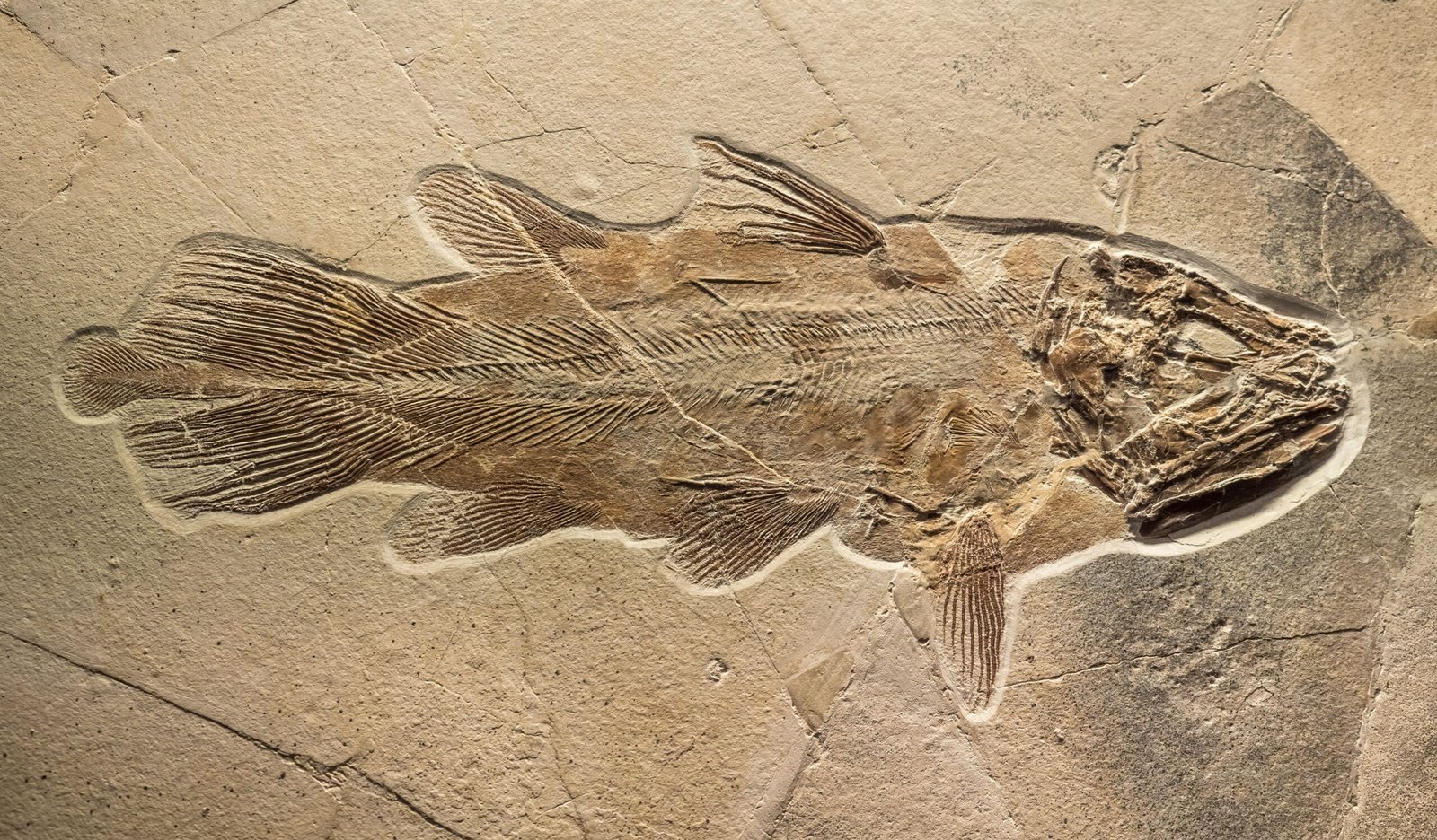 Conservation and Ongoing Protection (image credits: wikimedia)