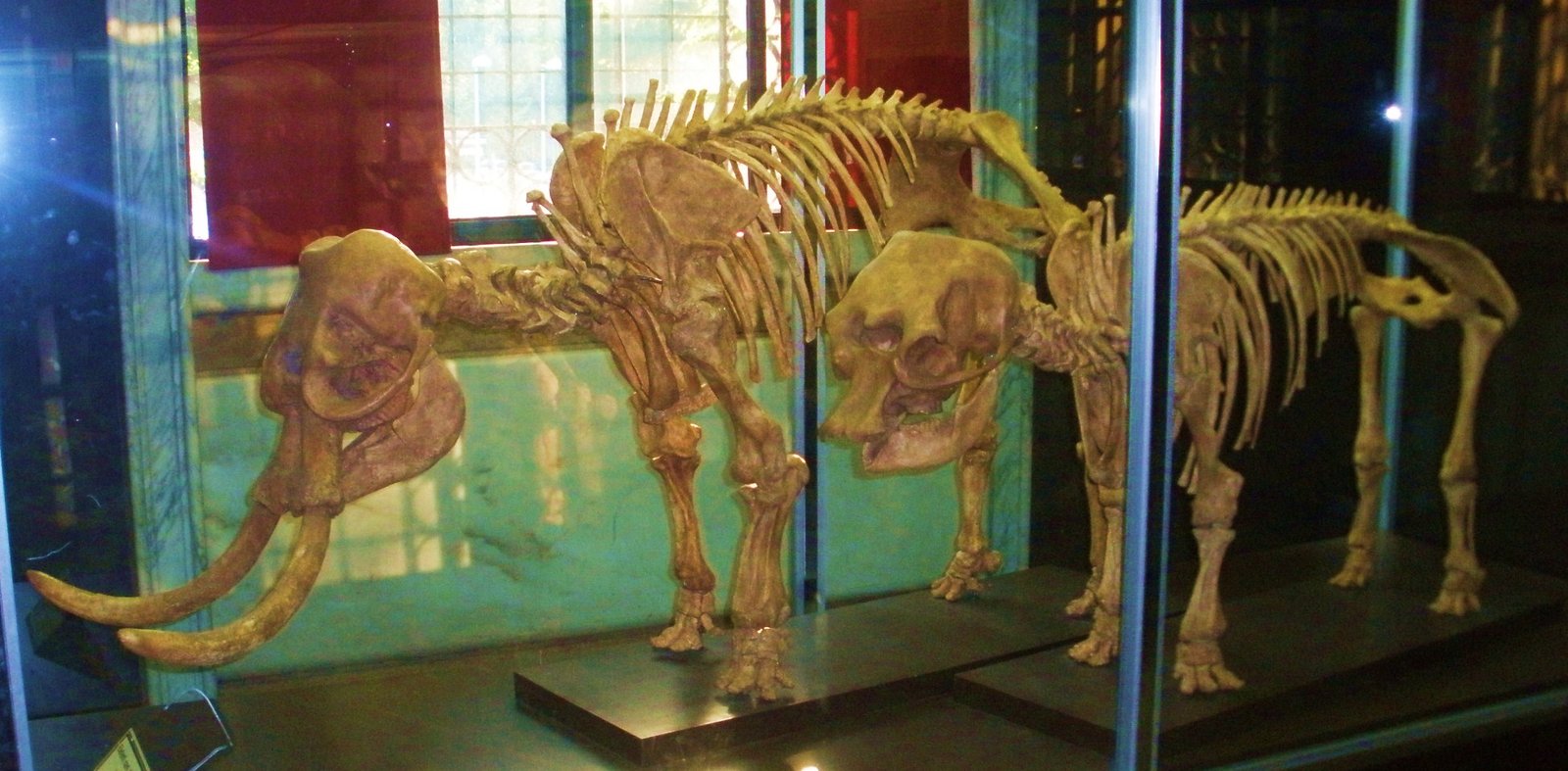 Dwarf Elephants: Giants in Miniature (image credits: wikimedia)