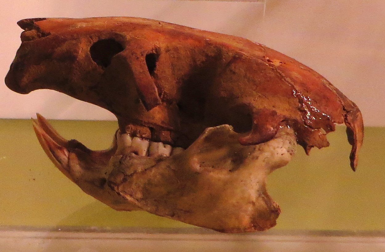 The Colossal Rats of Luzon (image credits: wikimedia)