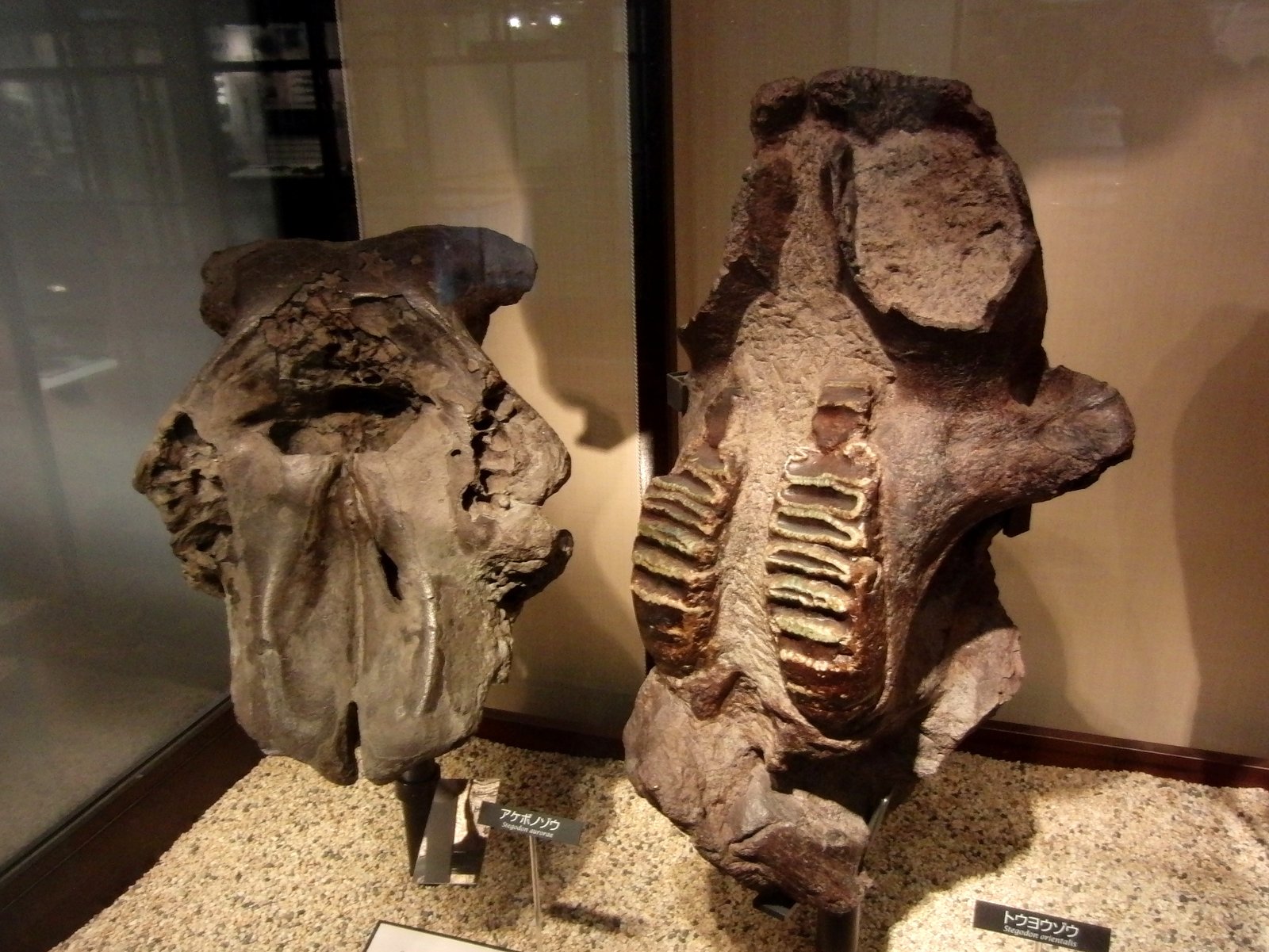 The Luzon Stegodon: A Lost Elephant Cousin (image credits: wikimedia)