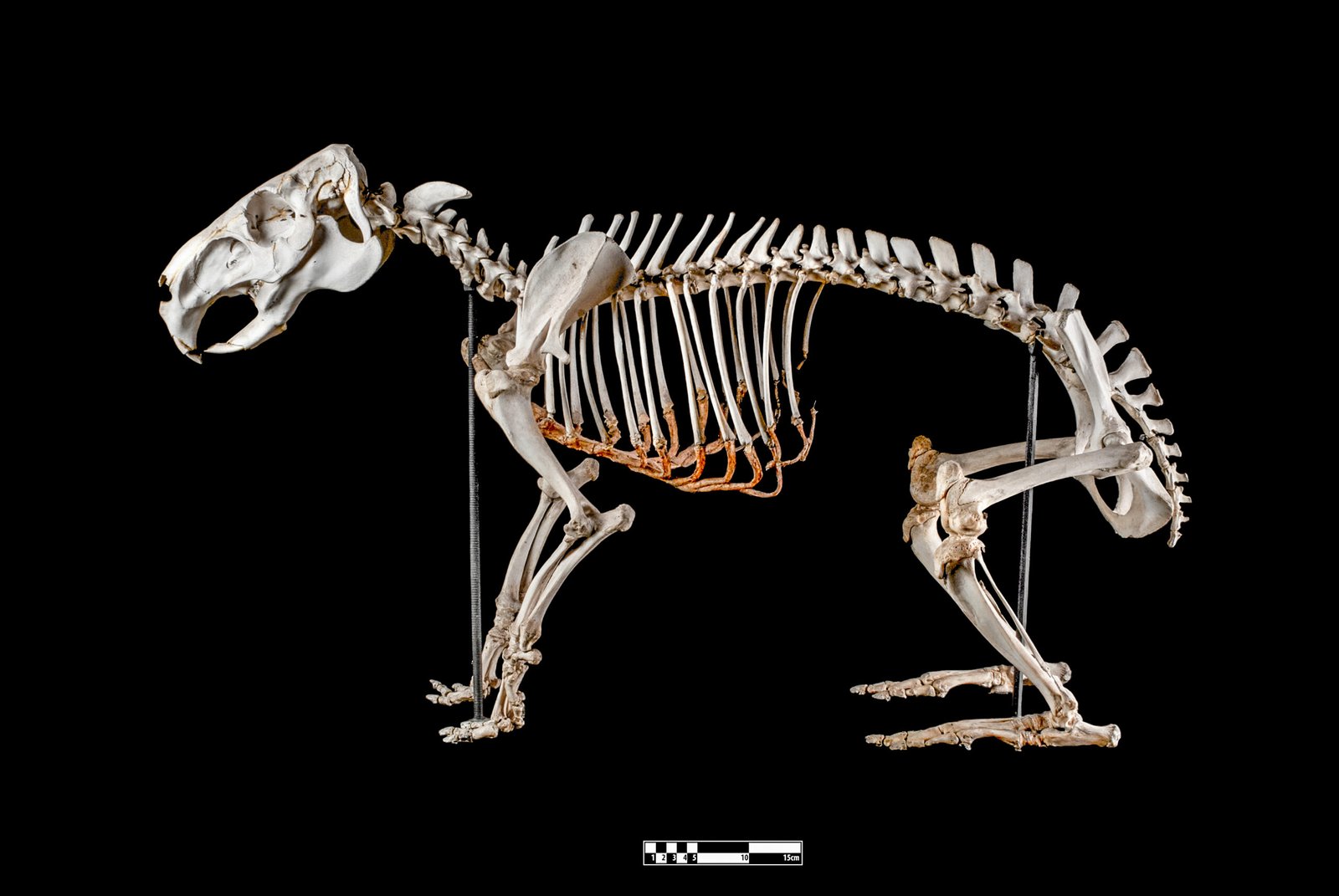 Giant Cloud Rats: Luzon’s Furry Oddities (image credits: wikimedia)