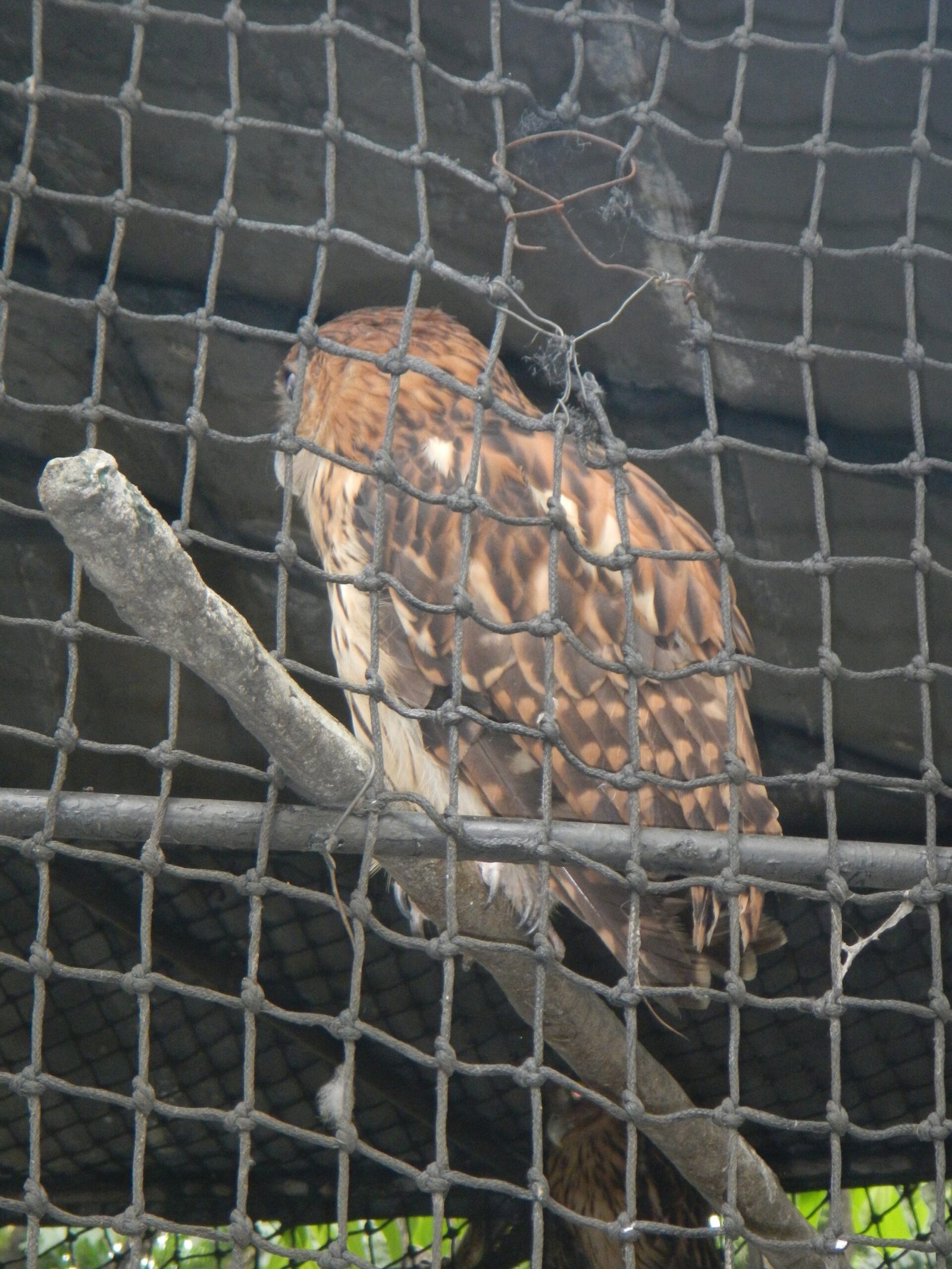 Protecting Luzon’s Living Relics (image credits: wikimedia)