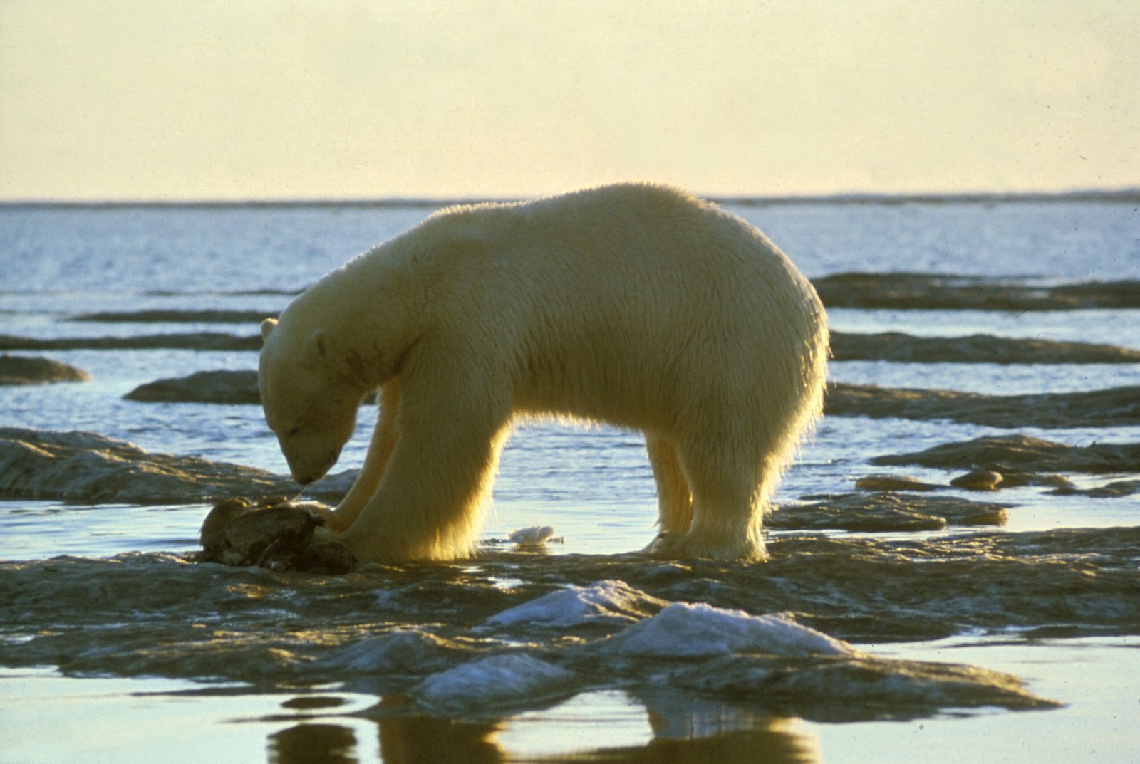 Meet the Champions: Notothenioids and Their Frozen Realm (image credits: wikimedia)