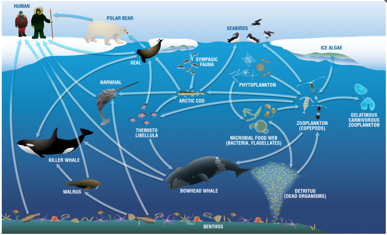 The Role of Antifreeze in the Food Web (image credits: wikimedia)