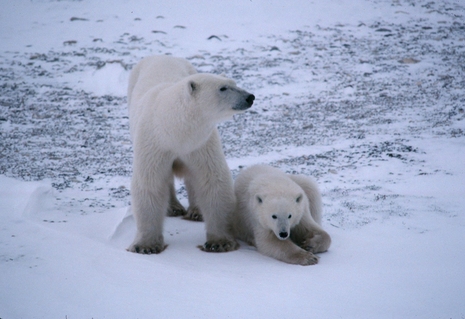Adaptation Beyond Antifreeze: Camouflage and Behavior (image credits: wikimedia)