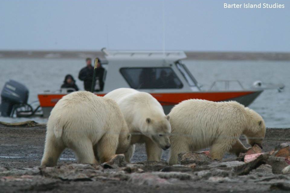 The Price of Survival: Trade-offs and Vulnerabilities (image credits: wikimedia)