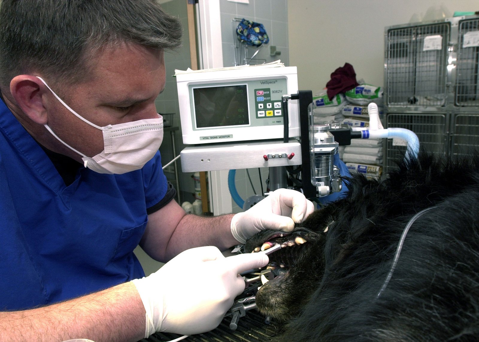 Veterinarians Weigh In: Help or Hype? (image credits: wikimedia)