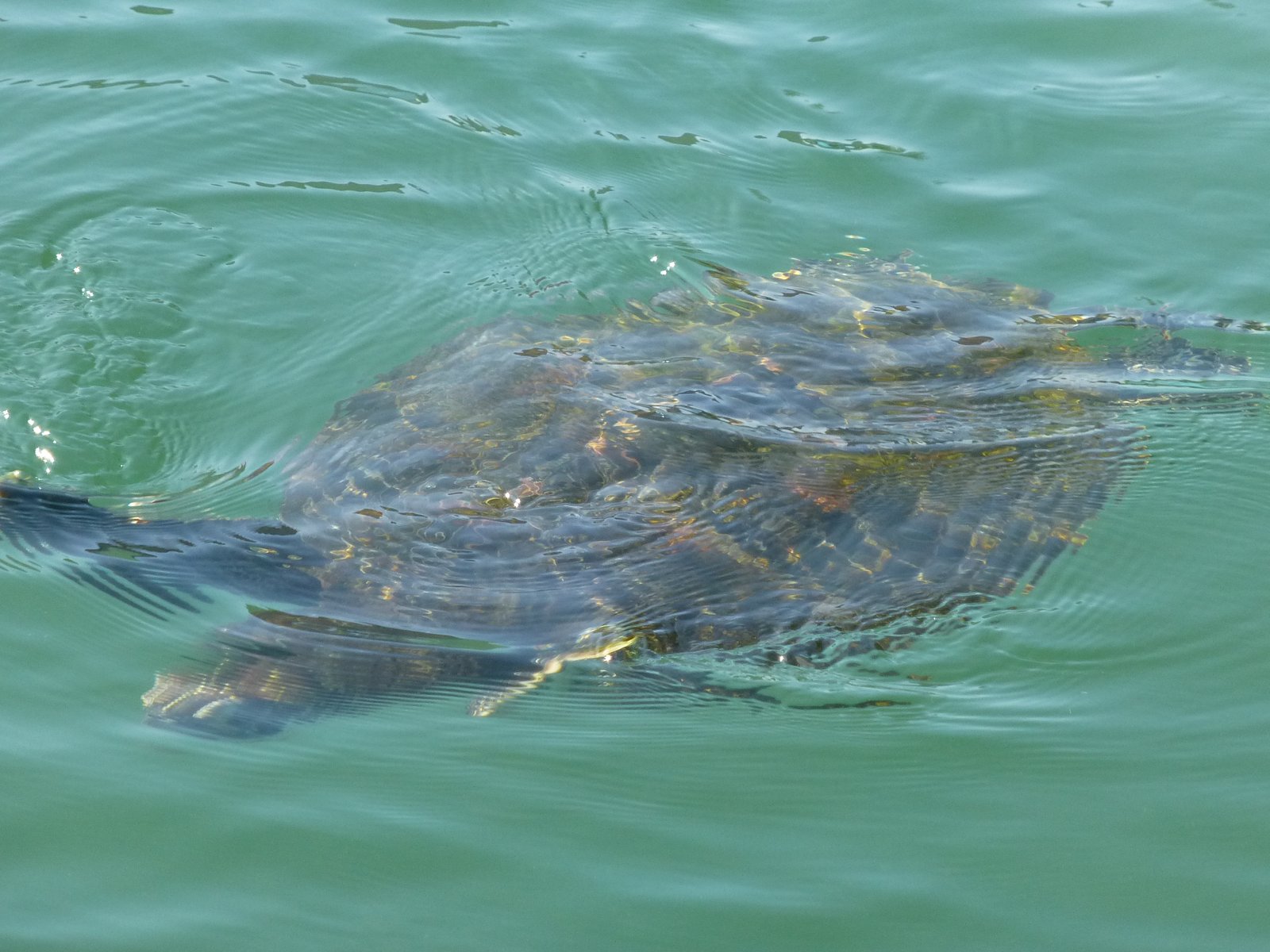 Species on the Move: Unique Journeys (image credits: wikimedia)