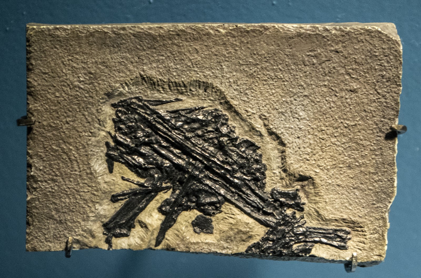 Flying Reptiles: The Pterosaurs of the Sky (image credits: wikimedia)