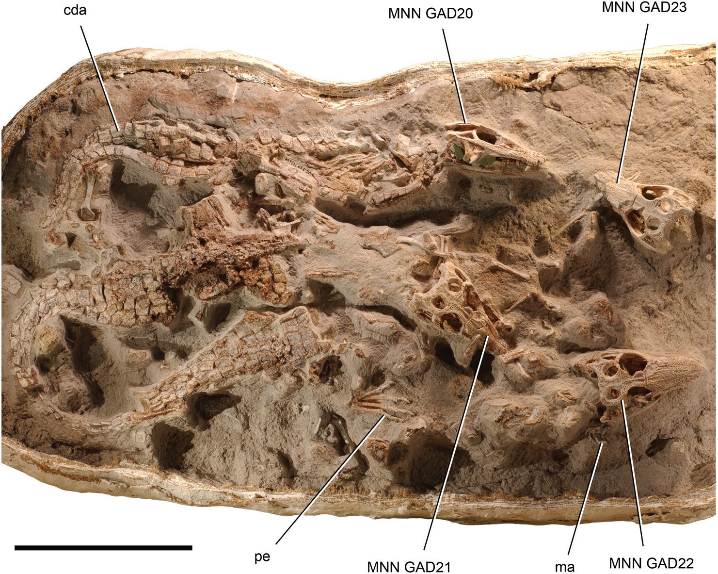 The Enigmatic Crocodyliforms (image credits: wikimedia)