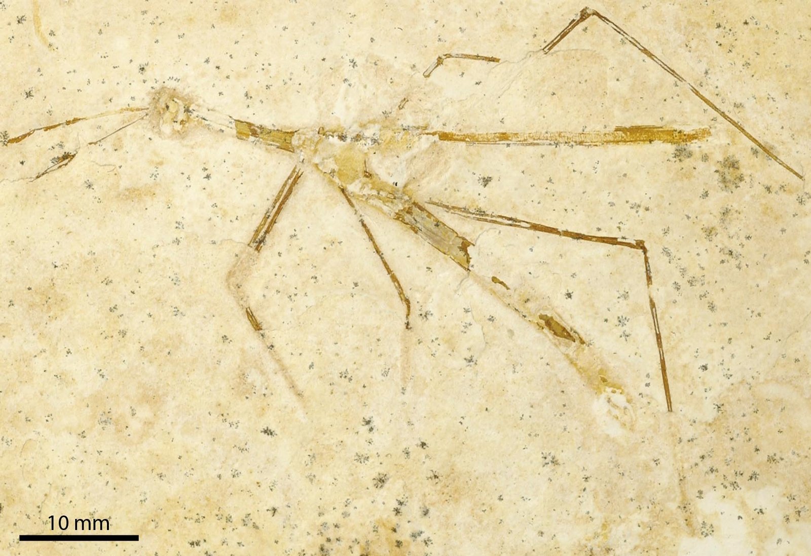 Araripe’s Place in the Global Fossil Record (image credits: wikimedia)