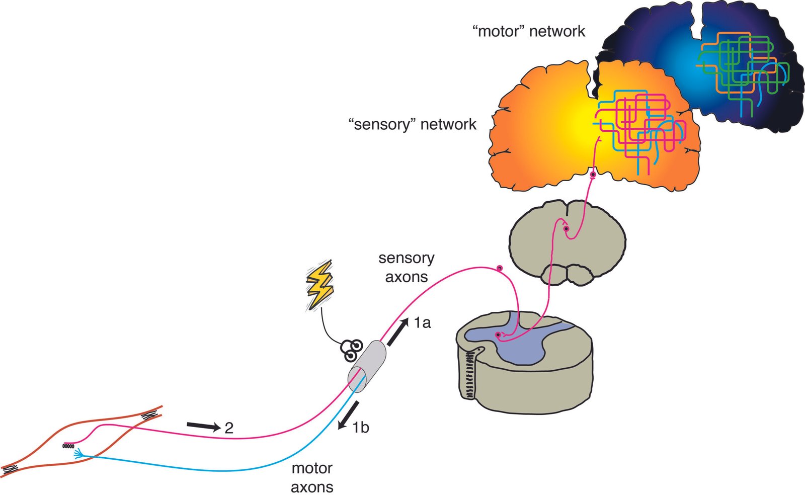 Neuroplasticity: How Language Reshapes the Brain (image credits: wikimedia)