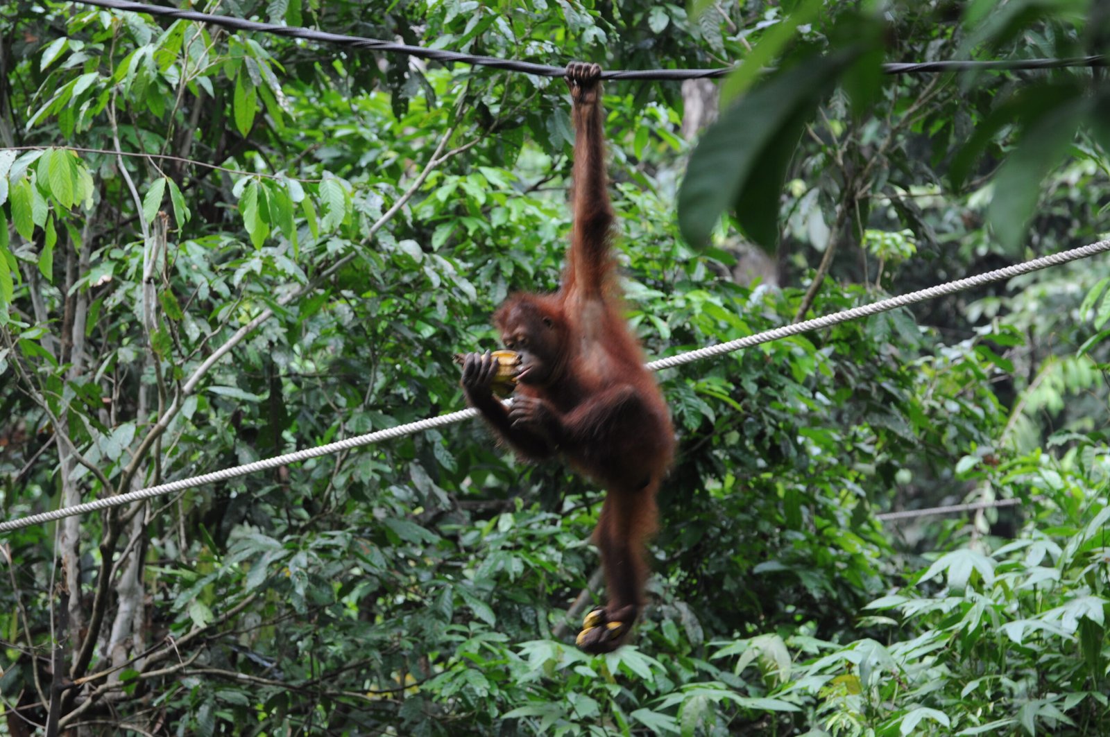 The Impact of Deforestation and Habitat Loss (image credits: wikimedia)