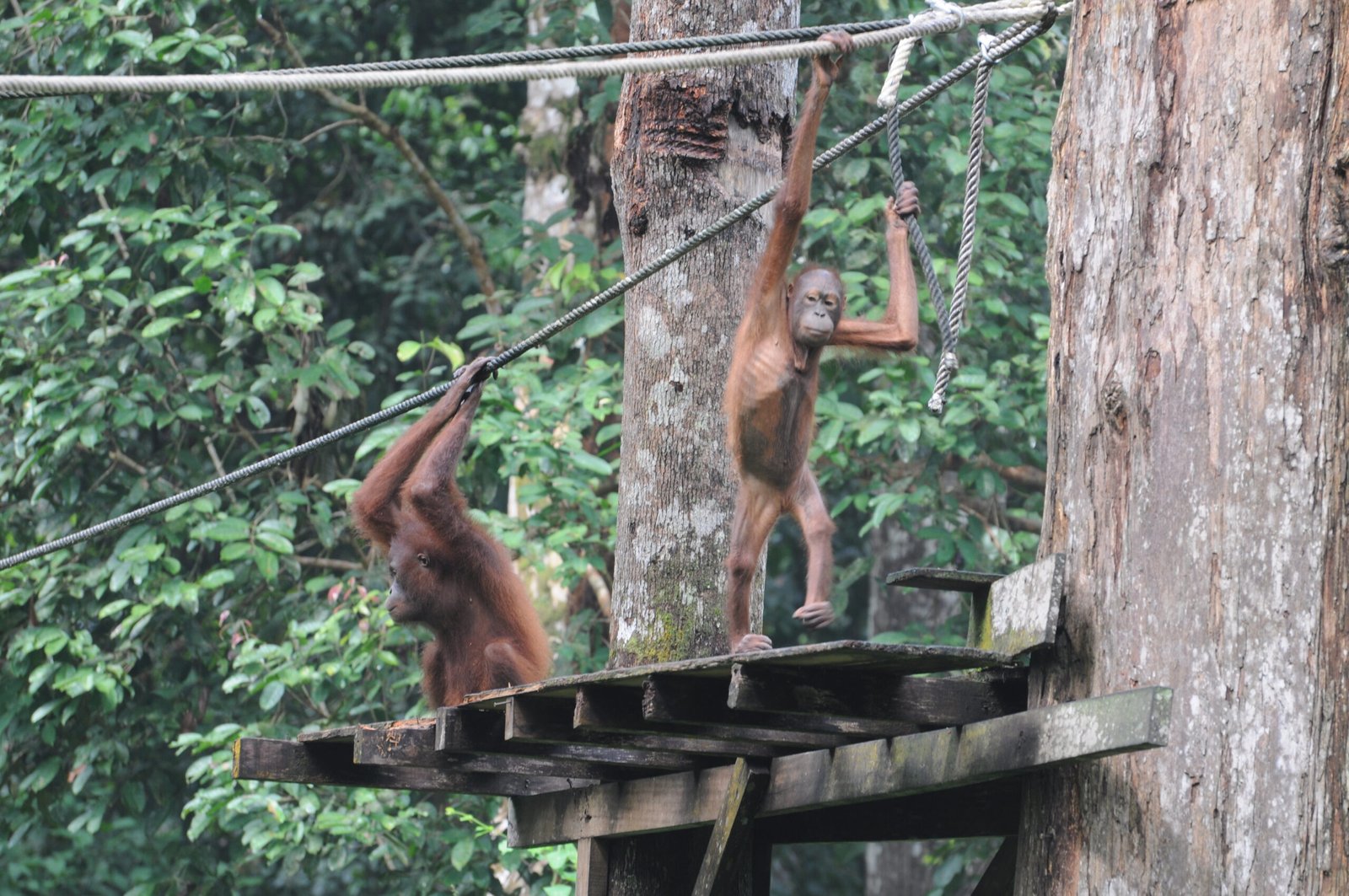 The Struggle Against Illegal Wildlife Trade (image credits: wikimedia)