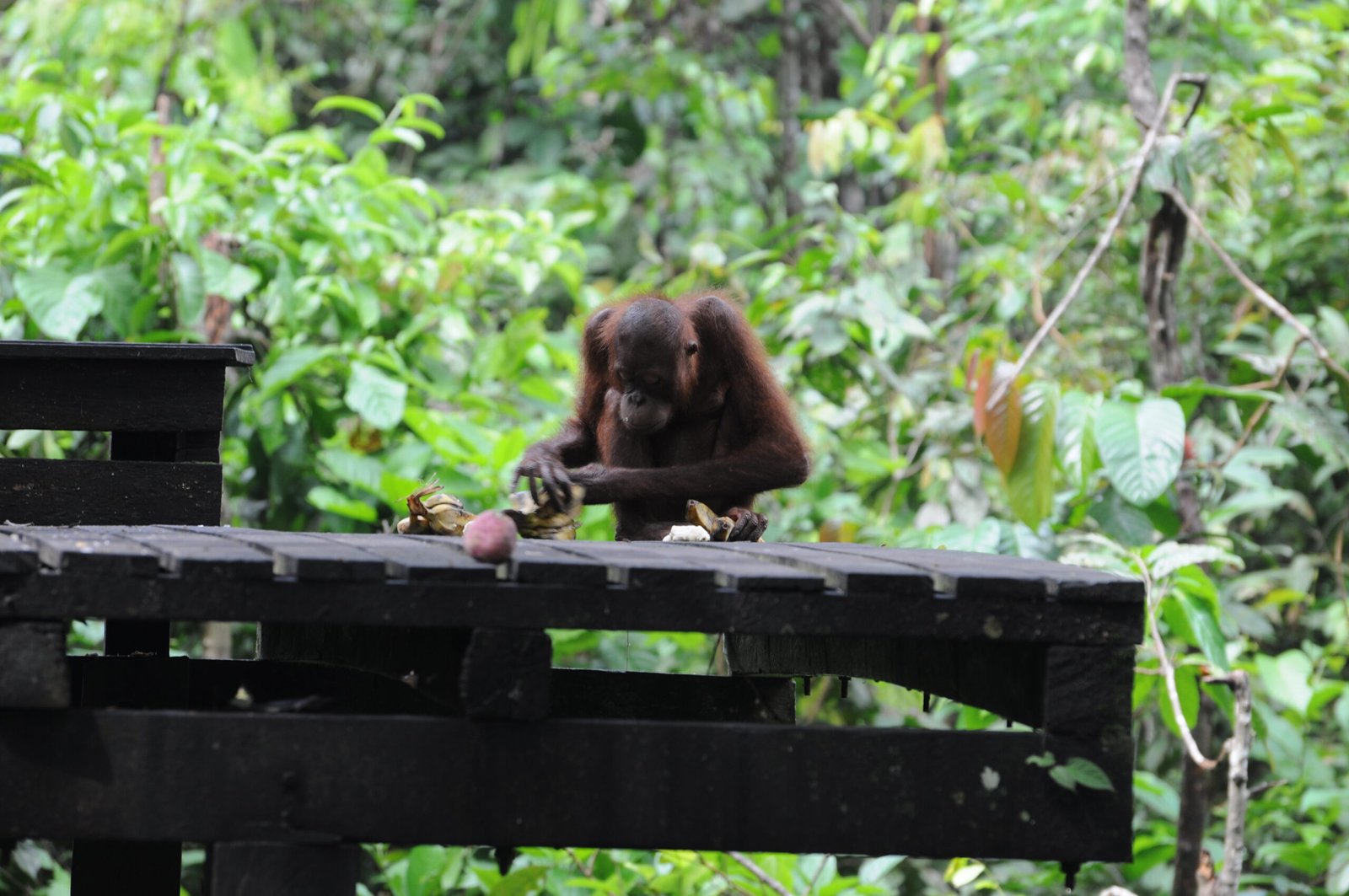 The Ethics of Intervention: To Rescue or Not to Rescue? (image credits: wikimedia)