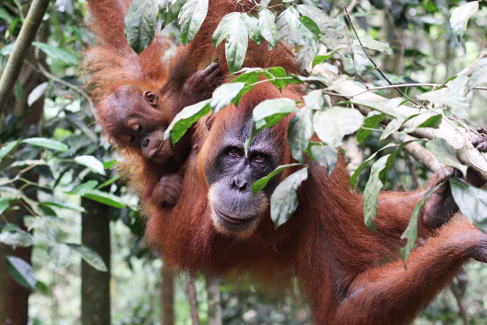 Ecotourism: A Double-Edged Sword (image credits: wikimedia)
