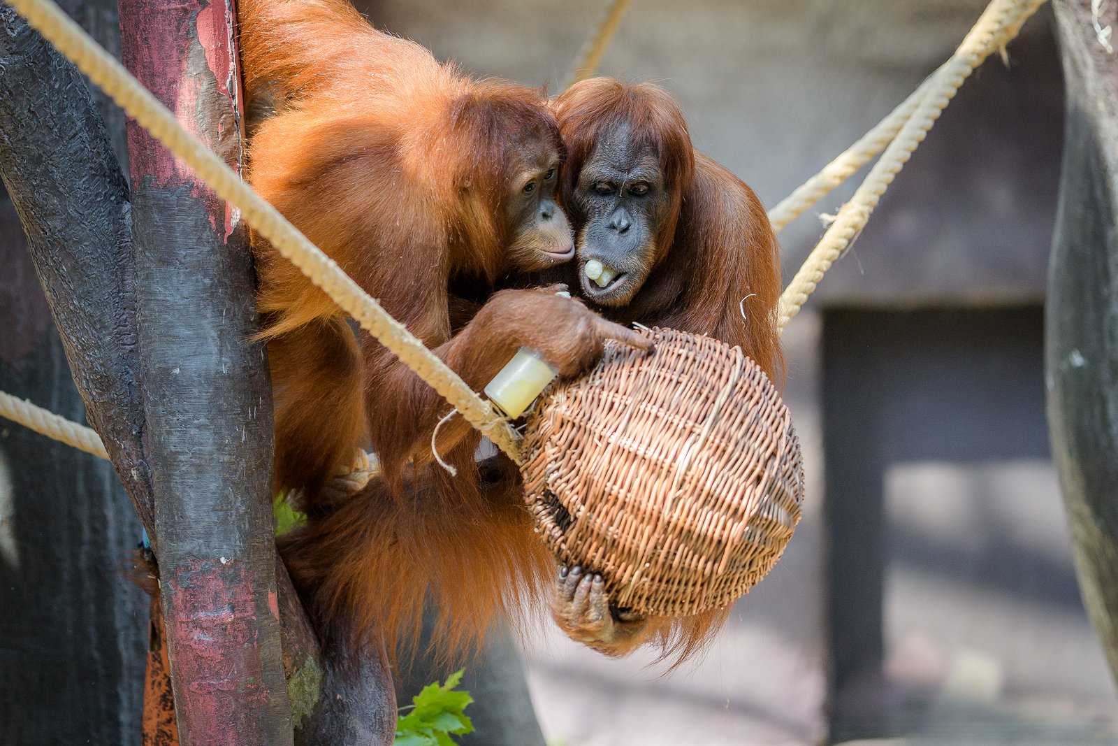 Orangutan Intelligence: A Mirror to Ourselves (image credits: wikimedia)