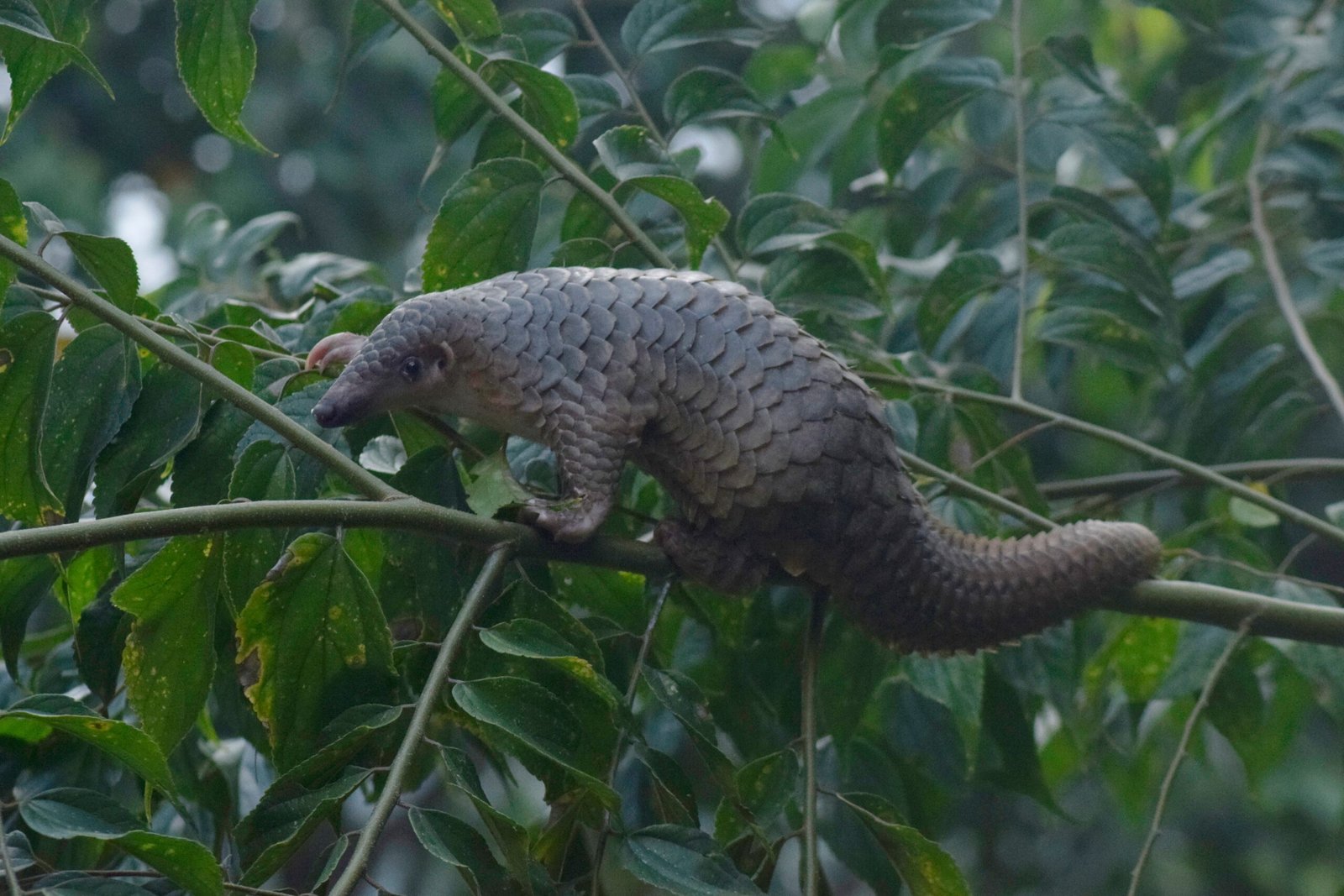 What’s on the Menu? Diet and Feeding Habits (image credits: wikimedia)