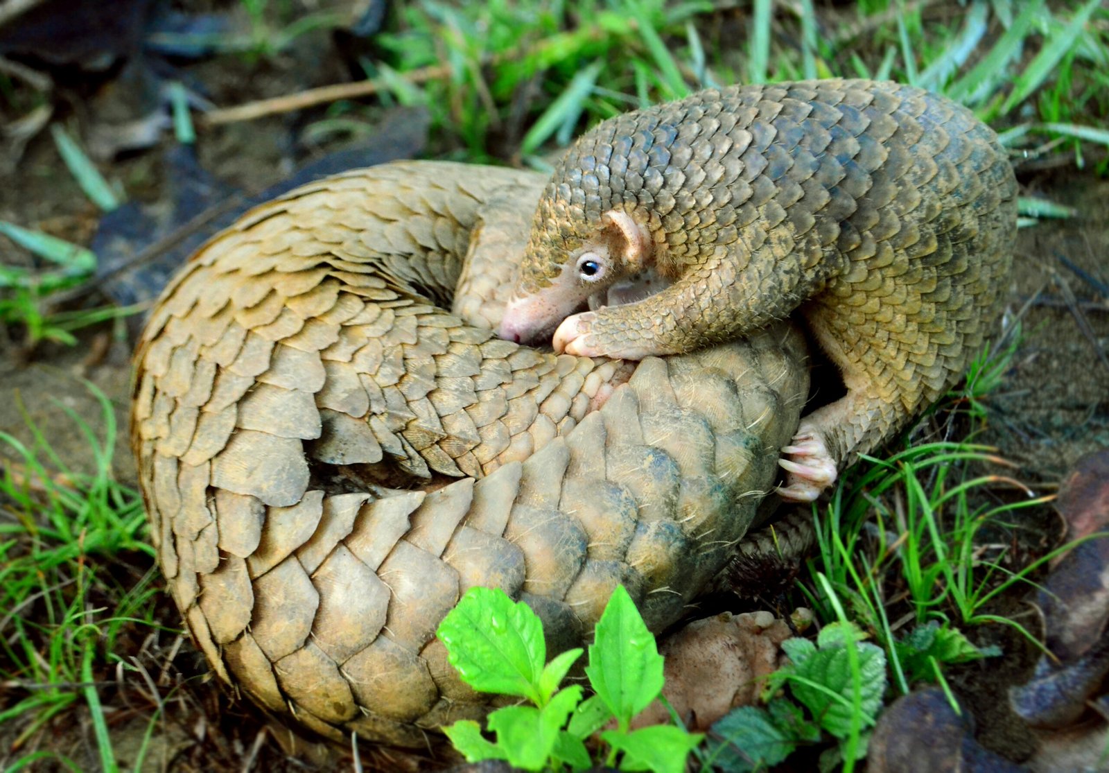 A Solitary Spirit: Social Behavior and Reproduction (image credits: wikimedia)