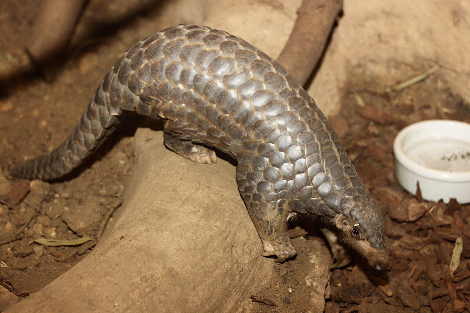 The Tragic Tale: Why Are Pangolins Poached? (image credits: wikimedia)